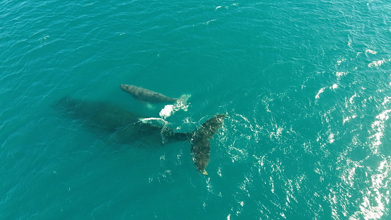 A whale and its offspring