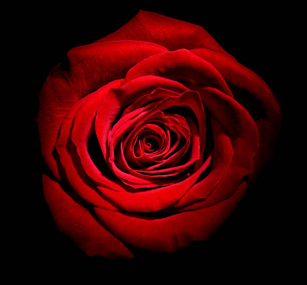 istock flower rose petal blossom red nature beautiful background 1269558087