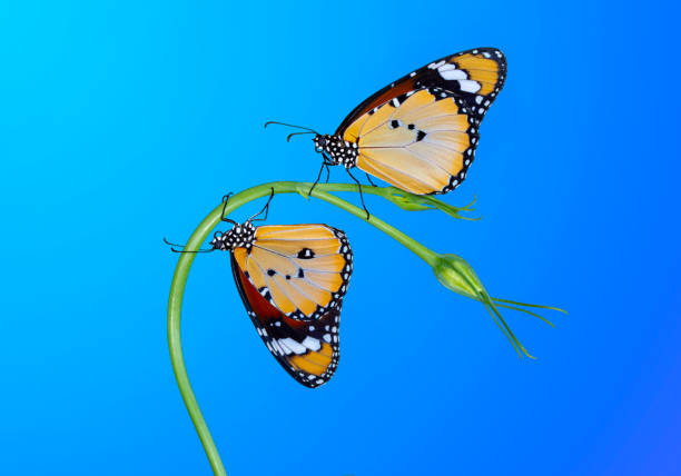 istock Macro shots, beautiful butterfly 1269560361