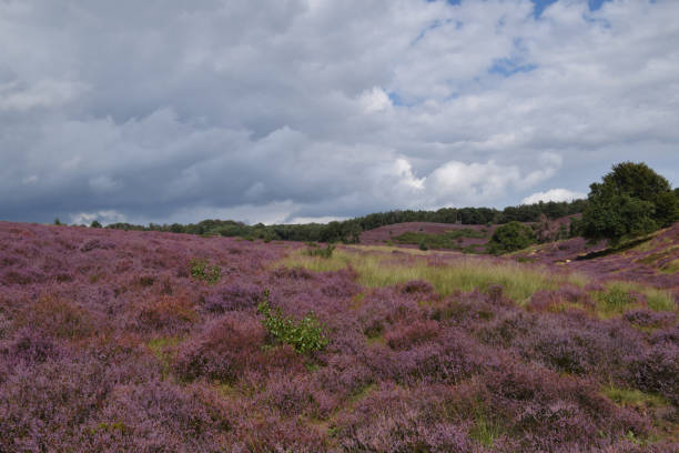 istock heather in bloom on a cloudy summer day 1269560465