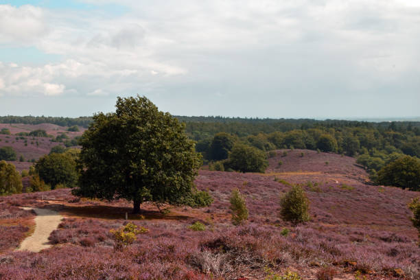 heath of Veluwe nearby Rheden, the Netherlands stock photo