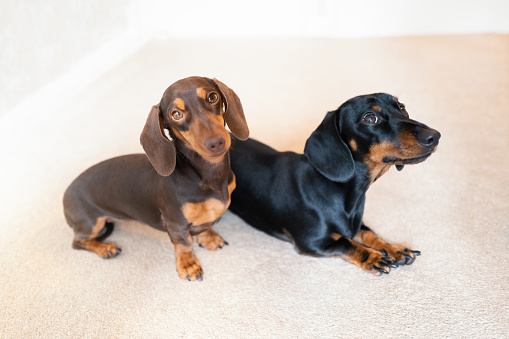 Two adorable miniature dachshunds indoors on a cream carpet. The chocolate and tan female puppy is sitting looking up at the camera. The Black and tan dog is lying down.