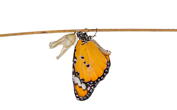 istock Concept transformation of Butterfly 1269562624