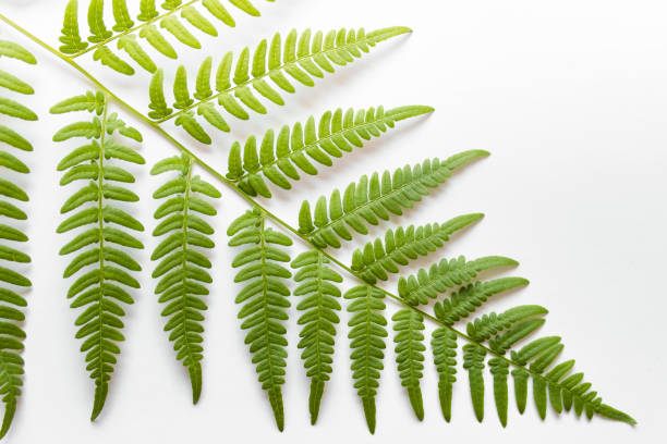 istock Green fern leaf placed diagonally on white background 1269562950