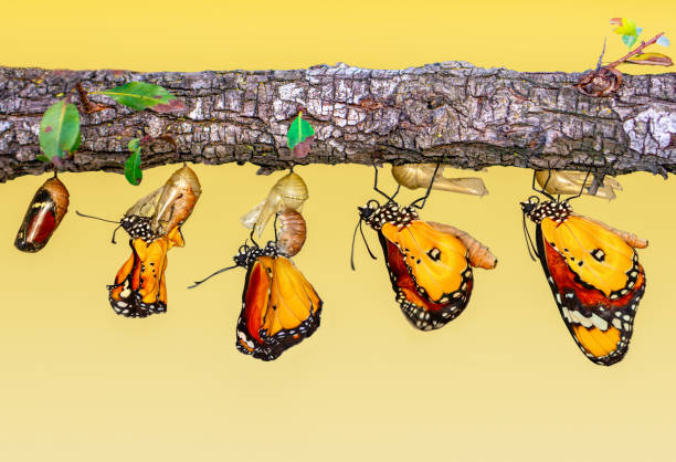 istock Concept transformation of Butterfly 1269563751