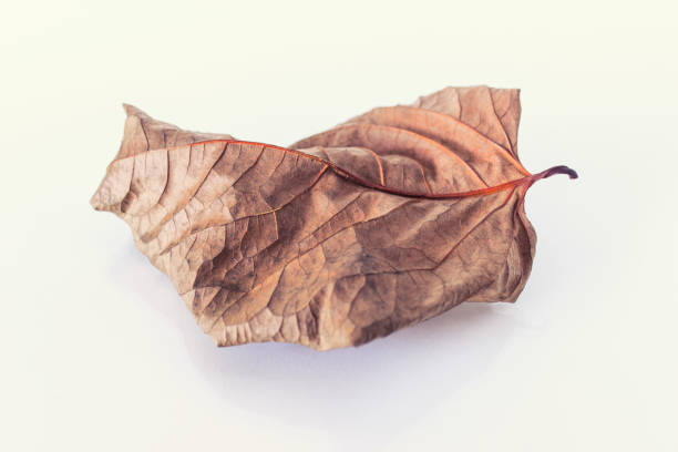 istock Single dry old aged tree autumn leaf on white background 1269563799