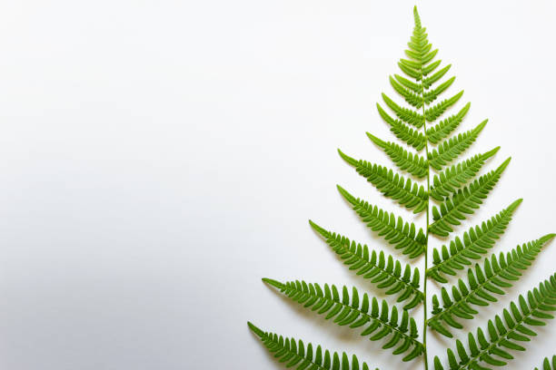 istock Single large textured fern leaf on white background 1269563878