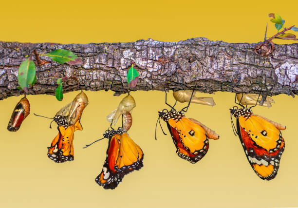 istock Concept transformation of Butterfly 1269563928