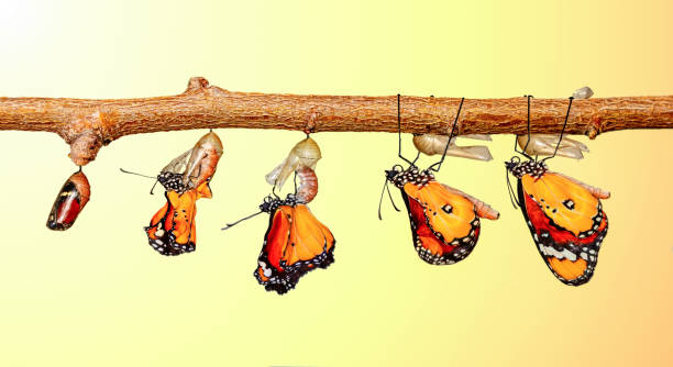 istock Concept transformation of Butterfly 1269563988