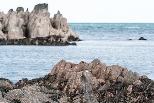 A Cormorant perched in the foreground, camouflaged, on a rocky coastline.  County Down, Northern Ireland.