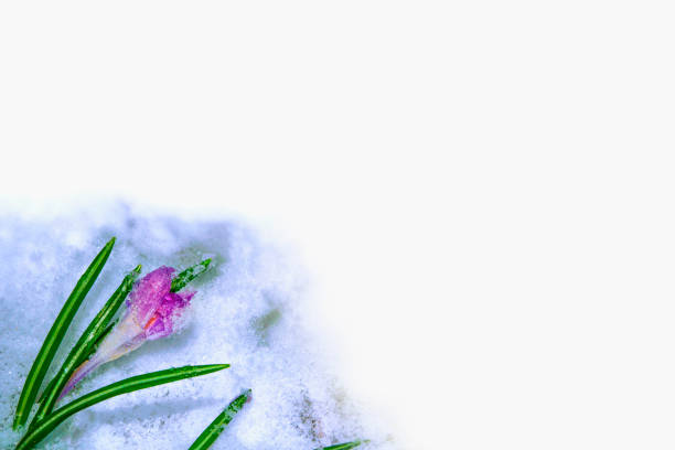 istock Bright colorful flowers in the snow. 1269566680