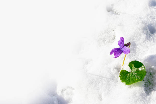 istock Bright colorful flowers in the snow. 1269566763