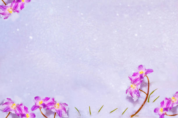 istock snowdrop flower growing in snow in early spring forest 1269566772