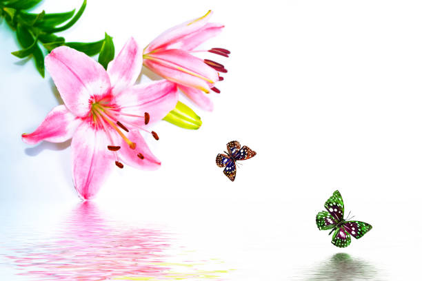 Bright lily flowers isolated on white background. butterfly