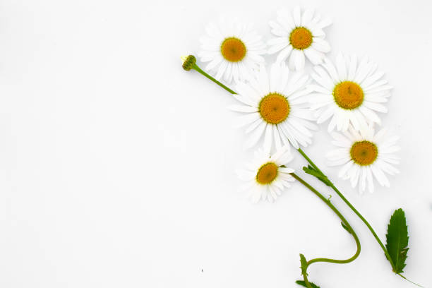 istock chamomile and stems with leaves on a white background. flat lay. 1269569175