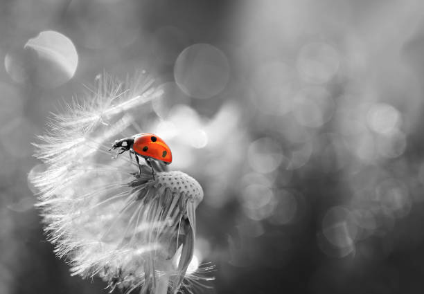 istock A little red ladybug from my garden. 1269569307