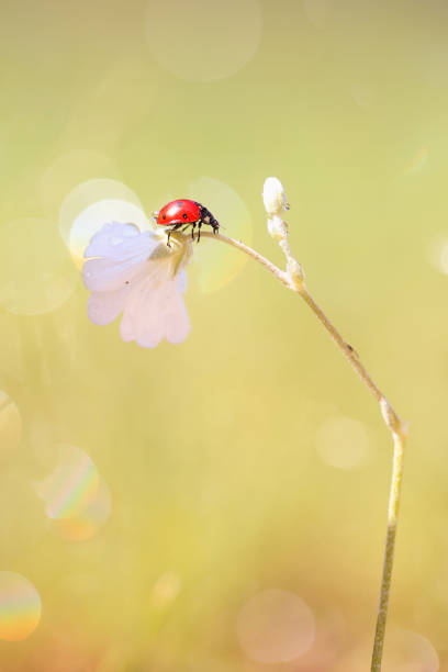 istock A little red ladybug from my garden. 1269569379