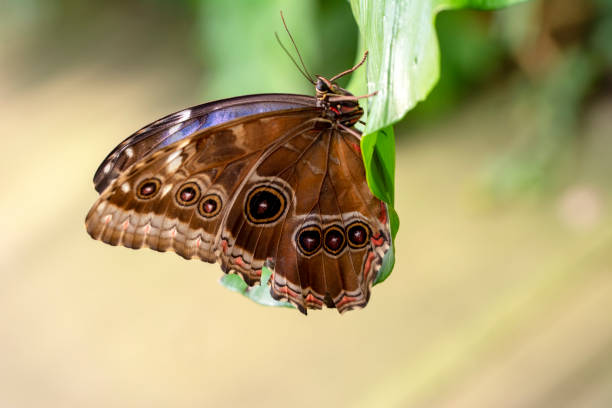 istock Macro shots, beautiful butterfly 1269570653