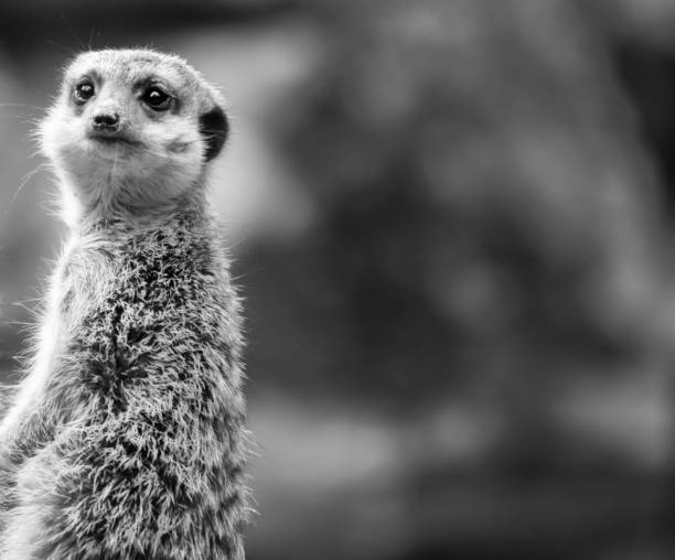 istock Black and white meerkat on the lookout 1269572188
