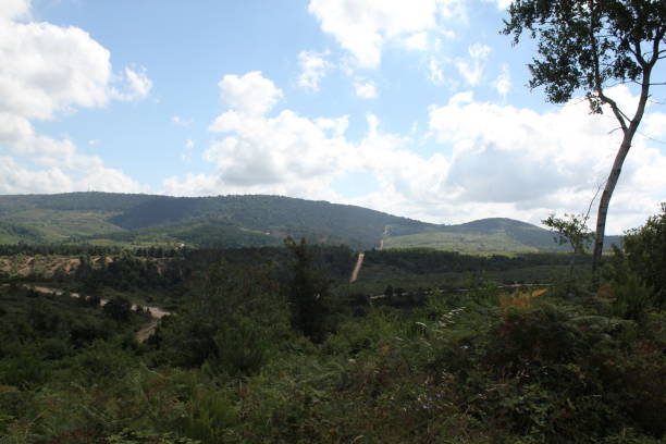 istock Forest landscape and fire prevention roads in the forest 1269572246