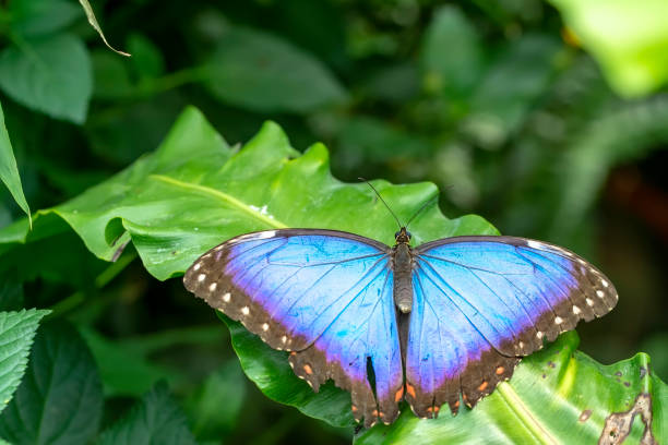 istock Macro shots, beautiful butterfly 1269573283