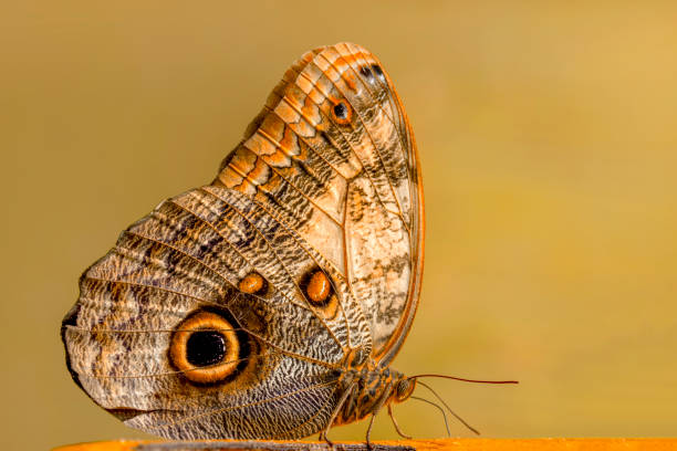 istock Macro shots, beautiful butterfly 1269573414