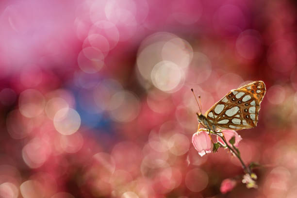 Beautiful insects from my garden on flowers and a nice background