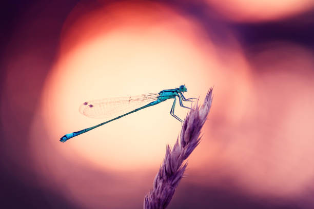 Beautiful insects from my flower garden