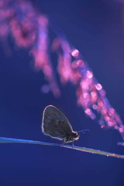 istock Beautiful insects from my flower garden 1269574446