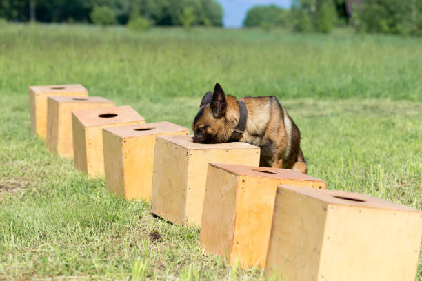 istock Bengal Sheepdog searches for hidden object 1269575223