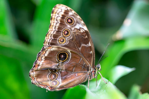 istock Macro shots, beautiful butterfly 1269575441