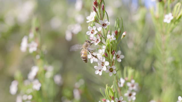 A honey bee collect pollen and nectar from a Manuka plant for making wild flower honey. Slow motion. Agriculture and organic concepts.