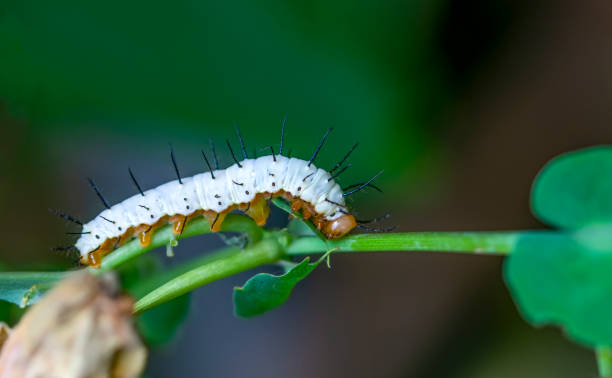 istock Macro shots, beautiful butterfly 1269578003