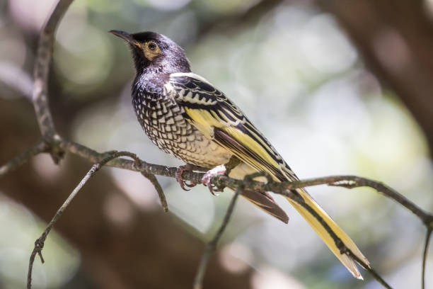 리젠트 허니터 - honeyeater 뉴스 사진 이미지