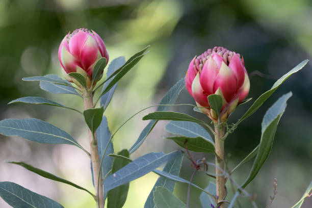 NSW Waratah New South Wales Waratah flower buds telopea stock pictures, royalty-free photos & images
