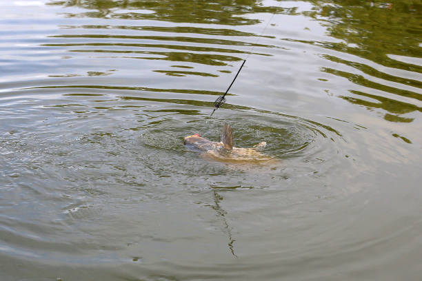 istock Beautiful lake fish caught by anglers 1269578738