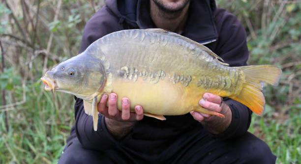 istock Beautiful lake fish caught by anglers 1269578759