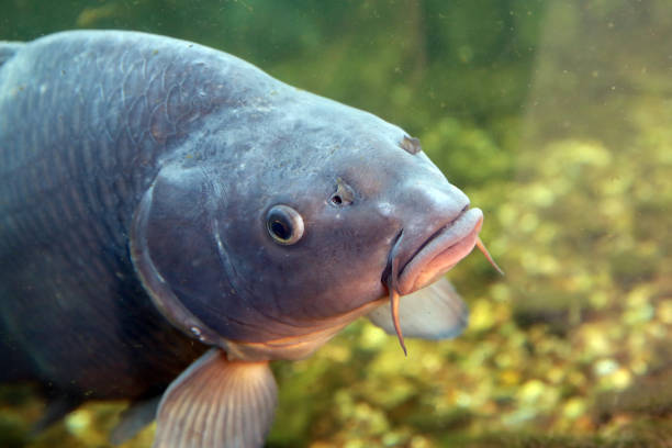 istock Beautiful lake fish caught by anglers 1269578771