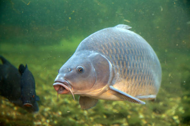 istock Beautiful lake fish caught by anglers 1269578775