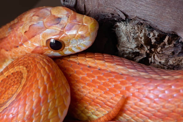 istock Close up image of pet orange corn snake. horizontal portrait. 1269579663
