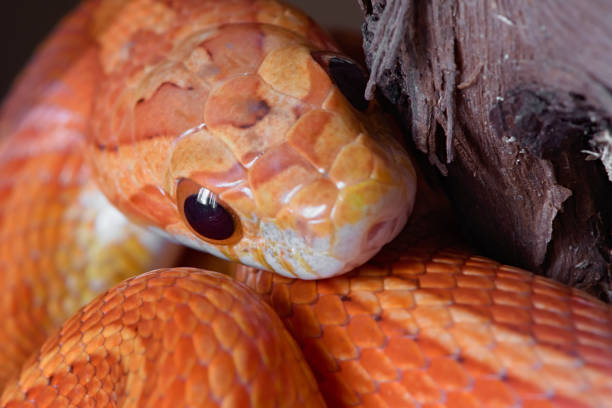 istock Super macro close up front view of pet orange corn snakes face. 1269579668