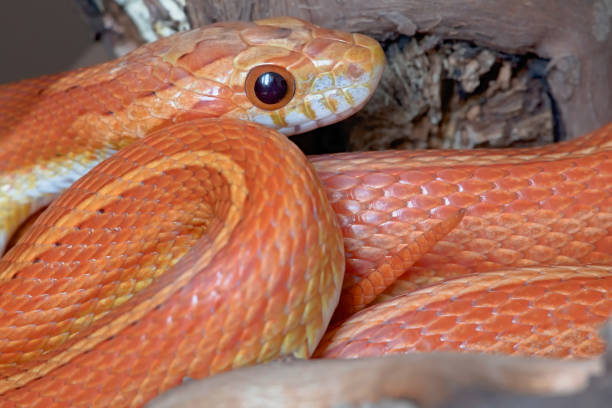 istock Close up side view horizontal portrait of pet orange corn snake. 1269579676