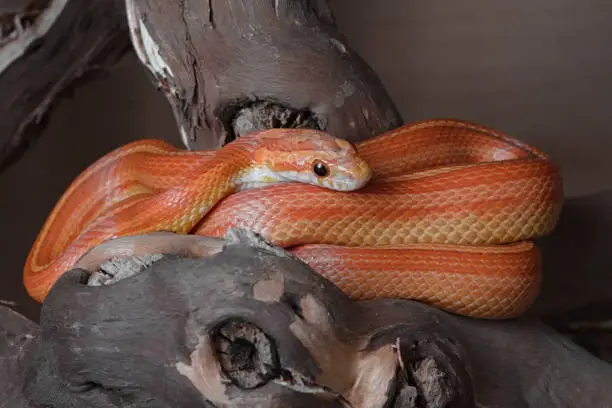 Yellow, orange and red striped corn snake is sat coiled on a thick branch. Vibrant colored morph patterning pops against plain background.