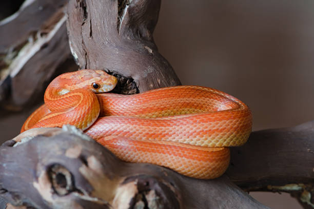 istock Brightly colored pet corn snake coils on branch in terrarium. 1269579839