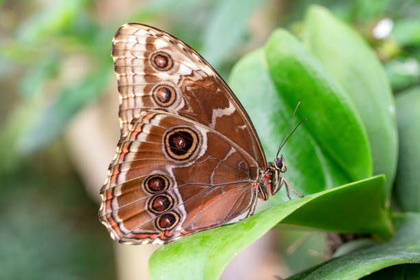 istock Macro shots, beautiful butterfly 1269581510
