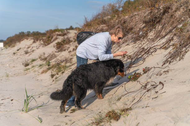 donna attiva e attraente di 55 anni che cammina con il suo grosso cane, zennenhund, su una spiaggia sabbiosa del mar baltico nella soleggiata giornata autunnale. - women mature adult 50 55 years 50s foto e immagini stock