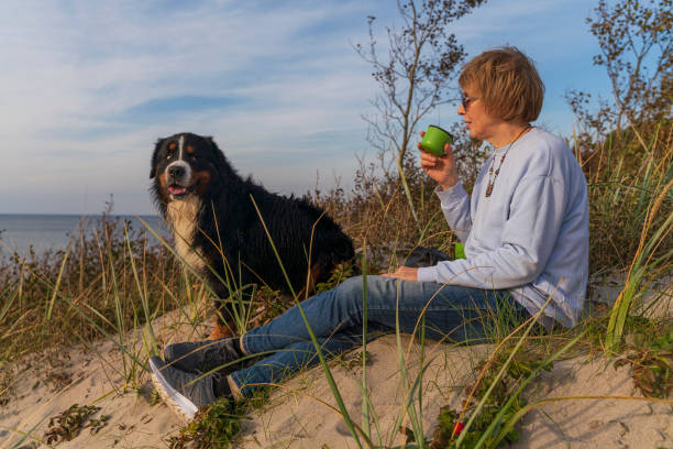 donna attiva e attraente matura di 55 anni con il suo cane, zennenhund, seduta su una riva del mare su una duna sabbiosa che cresceva con la rosa canina, nella soleggiata giornata autunnale, e bevendo un tè. - women mature adult 50 55 years 50s foto e immagini stock