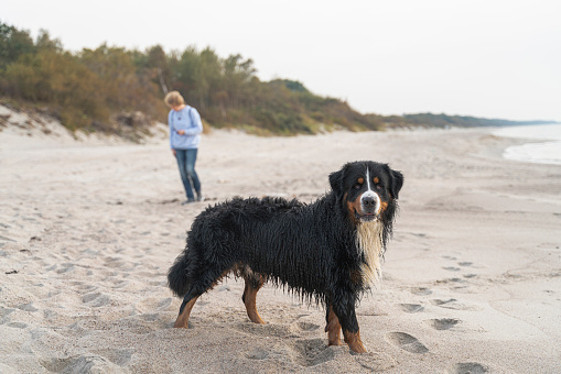 Mature woman with Zennenhund dog on a sea beach in the sunny fall day.