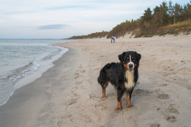 donna attiva e attraente di 55 anni che cammina con il suo grosso cane, zennenhund, su una spiaggia sabbiosa del mar baltico nella soleggiata giornata autunnale. - women mature adult 50 55 years 50s foto e immagini stock