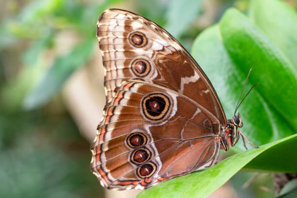 istock Macro shots, beautiful butterfly 1269581678